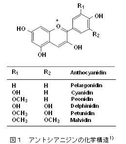 アントシアニジンの化学構造